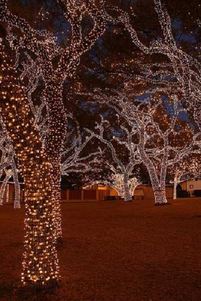 trees-wrapped-in-clear-lights