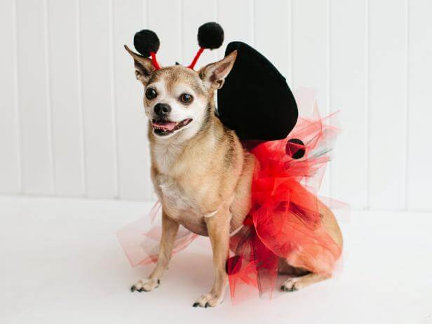 Halloween Costume Ideas For Dogs