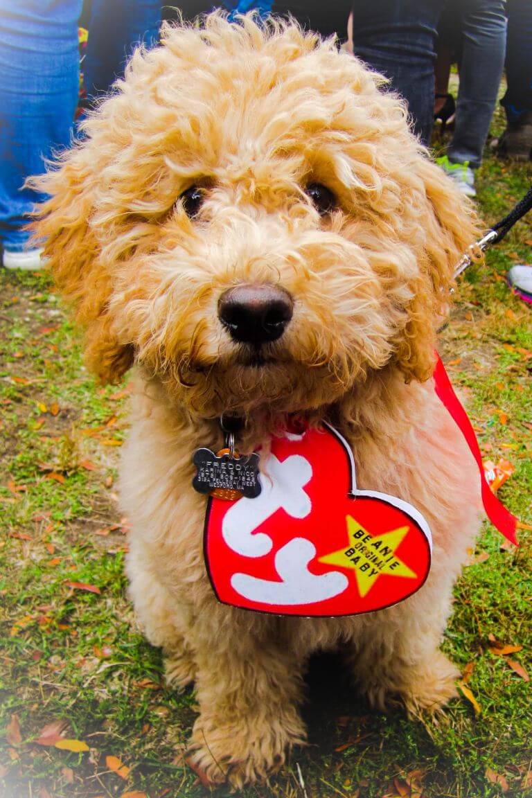  Halloween  Costume  Ideas  For Dogs  Festival Around the World