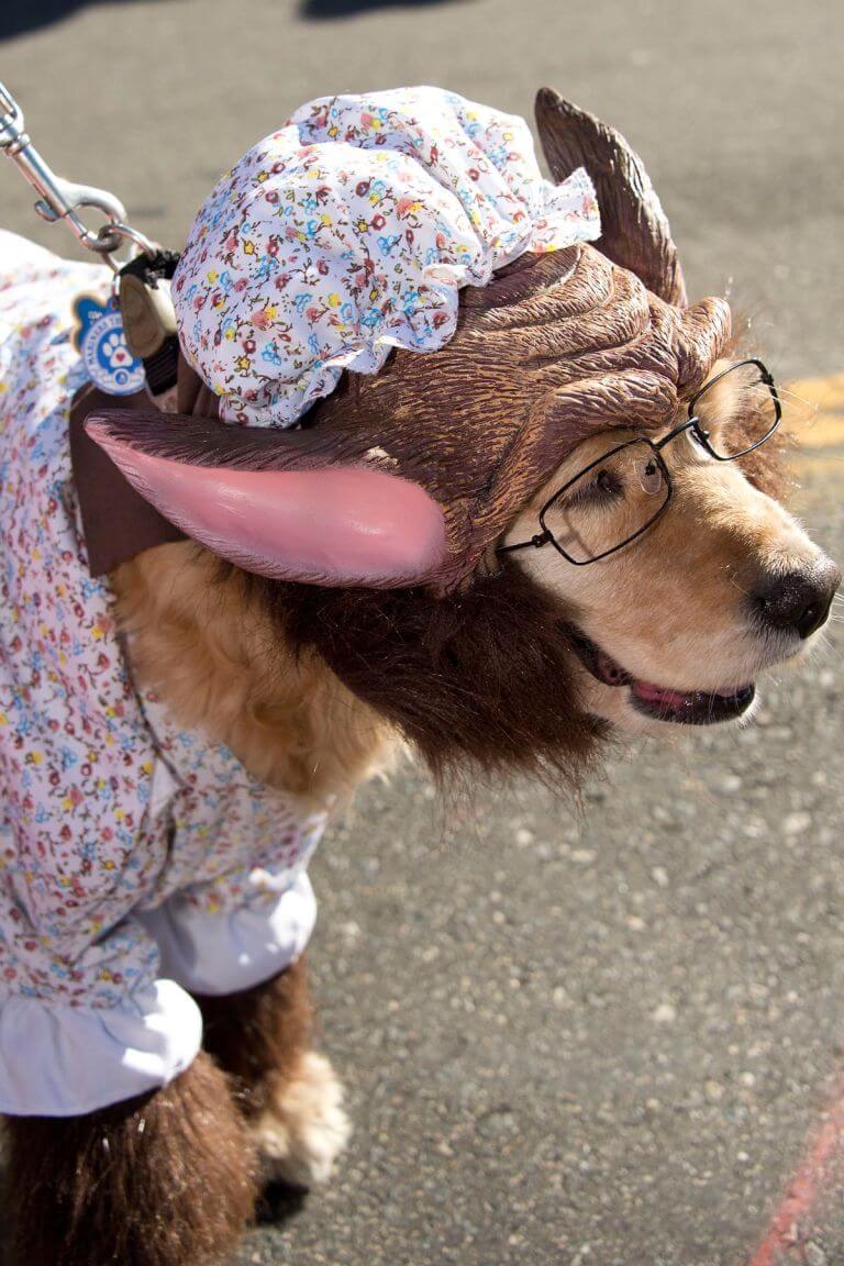 Halloween Costume Ideas For Dogs Festival Around the World